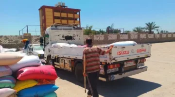 تواصل تدفق الحبوب المحلية إلى الشون والصوامع في محافظة الشرقية