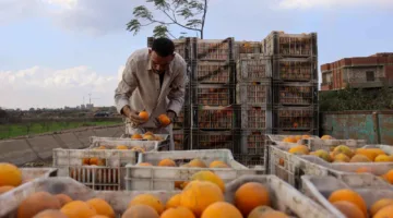 6.2 مليون طن: صادرات مصر الزراعية تحقق رقماً تاريخياً خلال فترة 7 أشهر