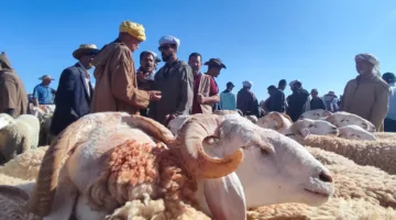 اتهامات لجمعية مربي الأغنام بت inflated الأرقام للحصول على الدعم المالي