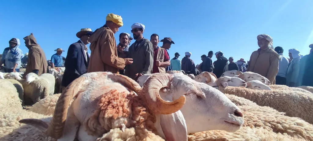 اتهامات لجمعية مربي الأغنام بت inflated الأرقام للحصول على الدعم المالي