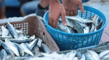 أزمة الضرائب وتراجع الإنتاج.. تجار السردين يكشفون أسباب ارتفاع الأسعار
