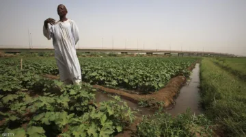 صراع السودان.. تحول الصحفي إلى سائق والمهندس إلى فلاح