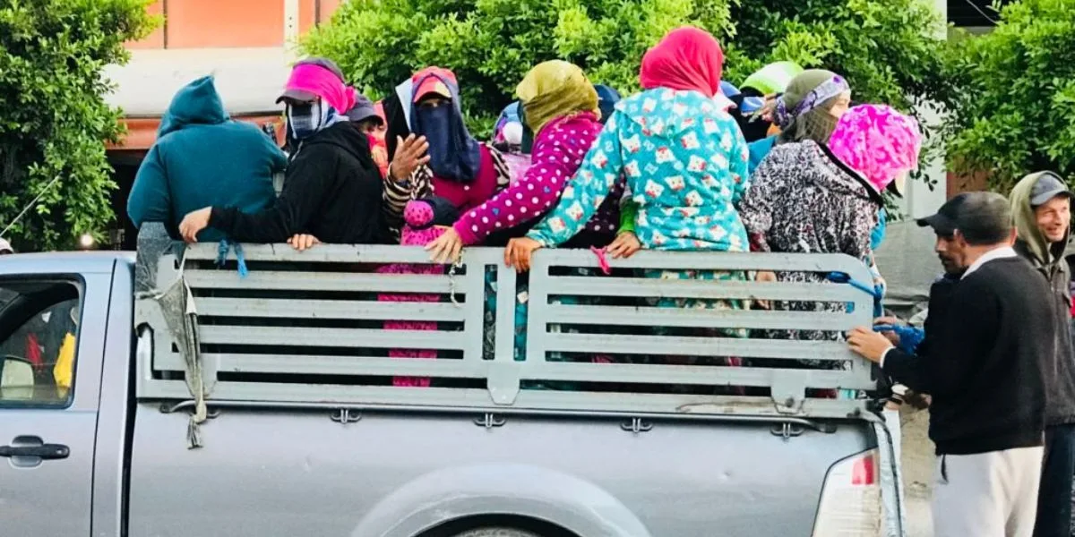 مأساة نقل العمال الزراعيين تسلط الضوء على قيوح ودعوات برلمانية للحماية مأساة نقل العمال الزراعيين تسلط الضوء على قيوح ودعوات برلمانية للحماية