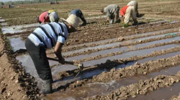 مئة مليون يورو من البنك الإفريقي لدعم الزراعة المشتركة في المغرب