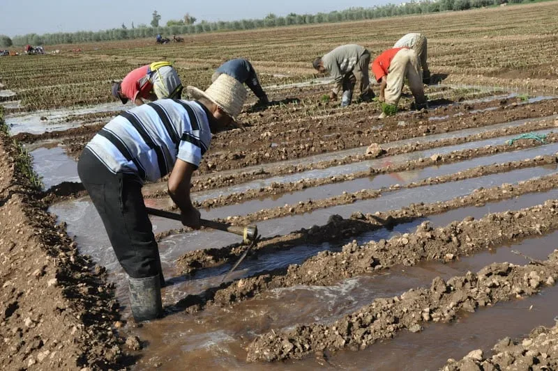 مئة مليون يورو من البنك الإفريقي لدعم الزراعة المشتركة في المغرب مئة مليون يورو من البنك الإفريقي لدعم الزراعة المشتركة في المغرب