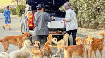 تفاصيل تشريع جديد يحظر إطعام وإيواء الحيوانات الشاردة ويطبق عقوبات مشددة