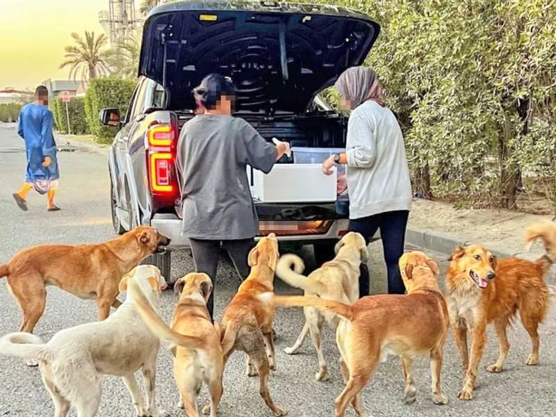 تفاصيل تشريع جديد يحظر إطعام وإيواء الحيوانات الشاردة ويطبق عقوبات مشددة تفاصيل تشريع جديد يحظر إطعام وإيواء الحيوانات الشاردة ويطبق عقوبات مشددة