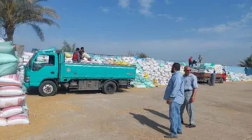 زيادة كميات القمح المحلي الموردة إلى مواقع التخزين في محافظة الشرقية