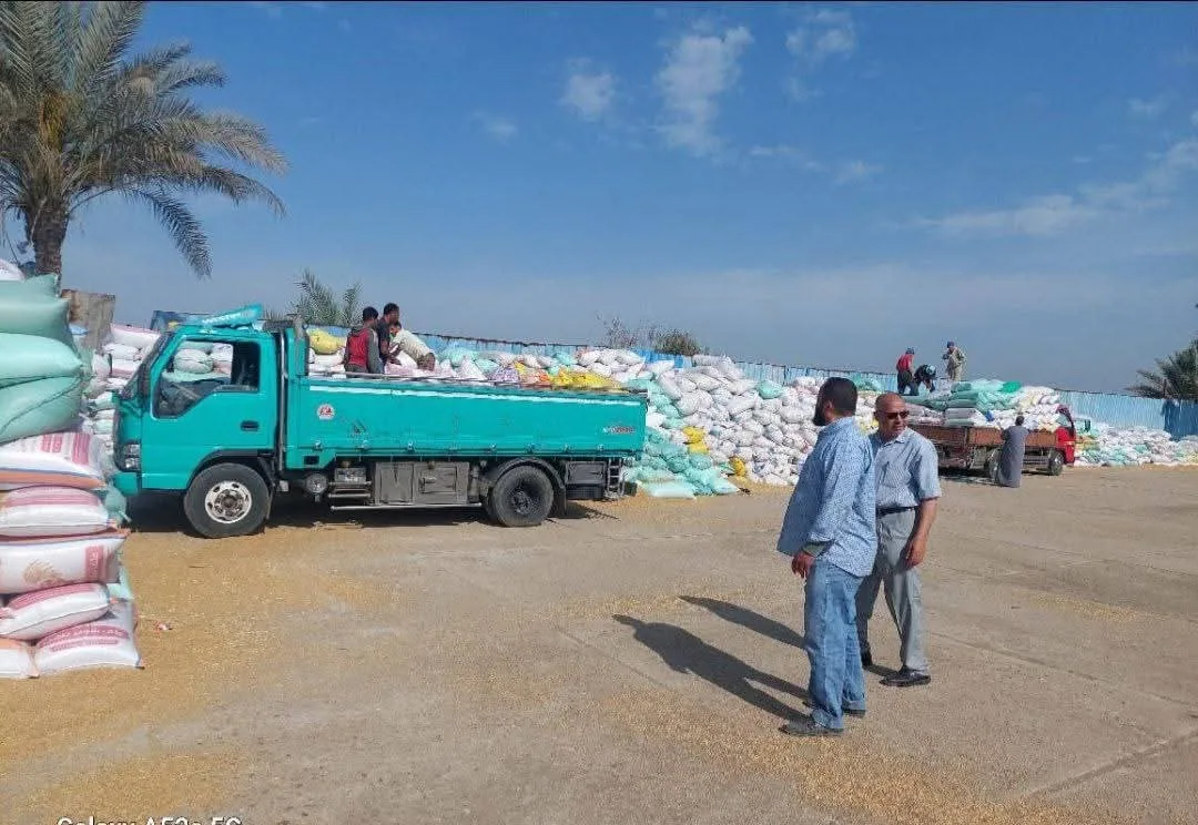 زيادة كميات القمح المحلي الموردة إلى مواقع التخزين في محافظة الشرقية