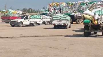 زيادة كميات القمح المحلي الموردة إلى مواقع التخزين في محافظة الشرقية