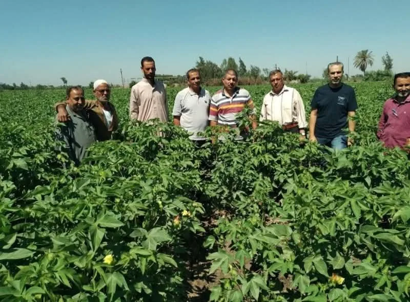 ندوة توجيهية لتعزيز إنتاجية محصول القطن في كفر الأعصر بمركز أبو كبير بالشرقية ندوة توجيهية لتعزيز إنتاجية محصول القطن في كفر الأعصر بمركز أبو كبير بالشرقية