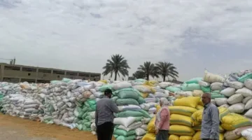 استمرار وصول الأقماح المحلية إلى الشون وصوامع محافظة الشرقية