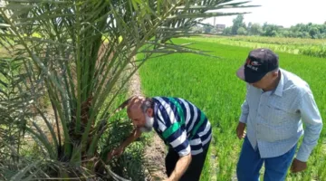 جهود مكثفة من زراعة الشرقية لتعزيز المحاصيل الصيفية وتربية الدواجن
