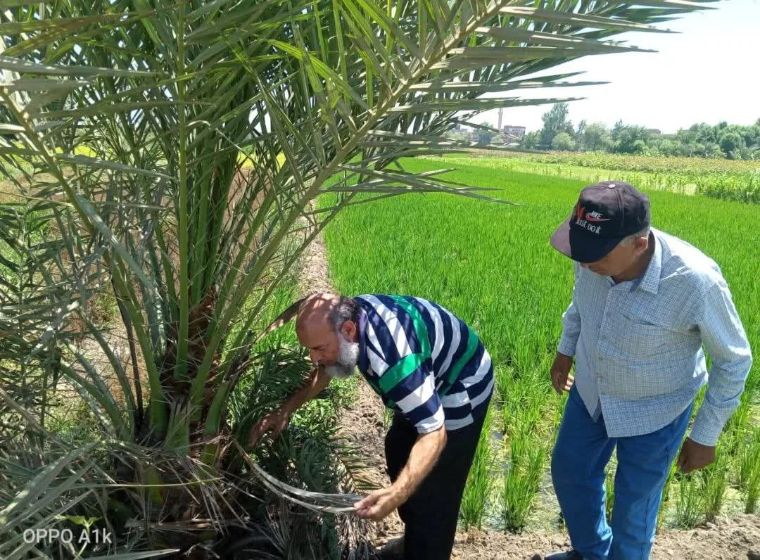 جهود مكثفة من زراعة الشرقية لتعزيز المحاصيل الصيفية وتربية الدواجن جهود مكثفة من زراعة الشرقية لتعزيز المحاصيل الصيفية وتربية الدواجن