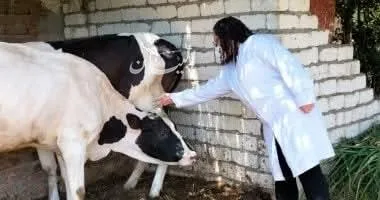 السبت المقبل.. إطلاق الحملة الوطنية للتلقيح لحماية الثروة الحيوانية في السويس السبت المقبل.. إطلاق الحملة الوطنية للتلقيح لحماية الثروة الحيوانية في السويس
