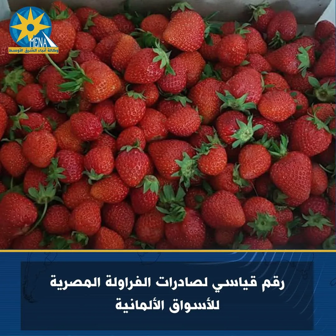مستوى قياسي لصادرات الفراولة المصرية إلى السوق الألماني