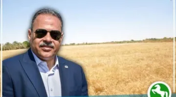منذ بدء موسم الحصاد… صوامع وشون الشرقية تستقبل 602484 طن و798 كيلو من القمح المحلي.