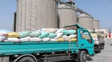 صوامع الشرقية تحقق نجاحًا في استلام 602674 طن و926 كيلو من القمح المحلي منذ بدء التوريد وحتى الآن.