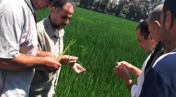 الزراعة في الشرقية تنظم يومًا ميدانيًا لدعم محصول الأرز في الزقازيق