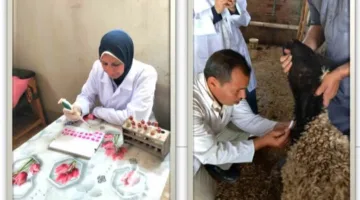 البيطري في الشرقية يكمل فحص (٢٤٧٨) رأس من الماشية ضد البروسيلا و(٢٣١٧) رأس ضد السل البقري.