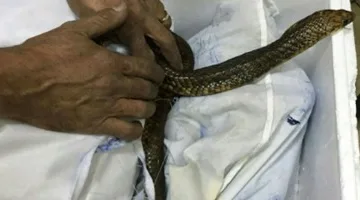 الجهات البيطرية تعلن عن إحباط محاولة تهريب زواحف خطيرة: العملية مثيرة للقلق والراكب القادم من روسيا