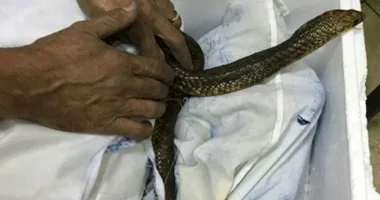 الجهات البيطرية تعلن عن إحباط محاولة تهريب زواحف خطيرة: العملية مثيرة للقلق والراكب القادم من روسيا