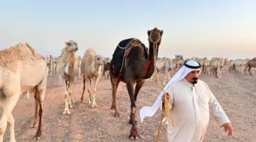 فهد الراشد التميمي، مالك الإبل: مهرجان الملك عبدالعزيز زاد من الأهمية الثقافية والاقتصادية للإبل
