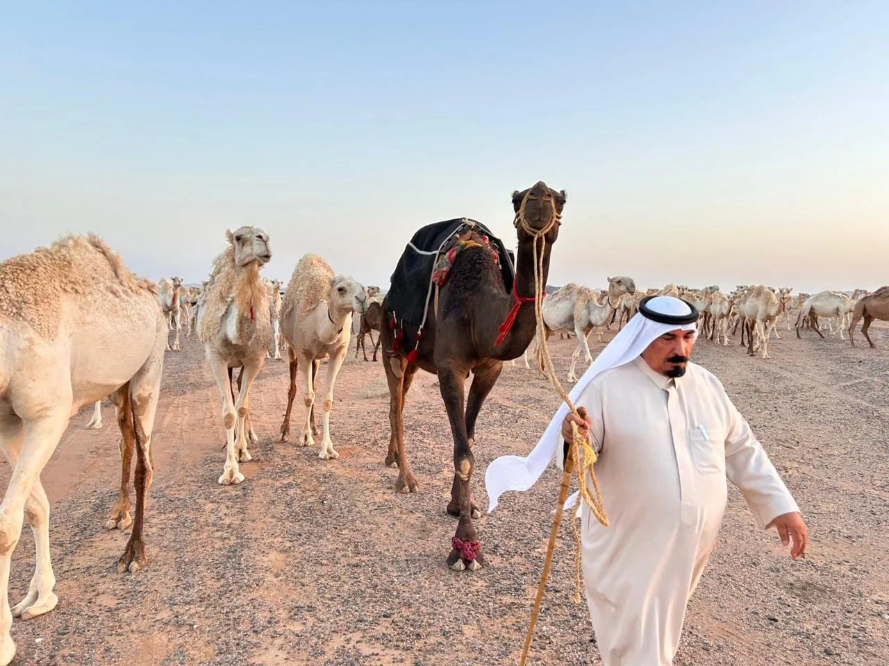 فهد الراشد التميمي، مالك الإبل: مهرجان الملك عبدالعزيز زاد من الأهمية الثقافية والاقتصادية للإبل