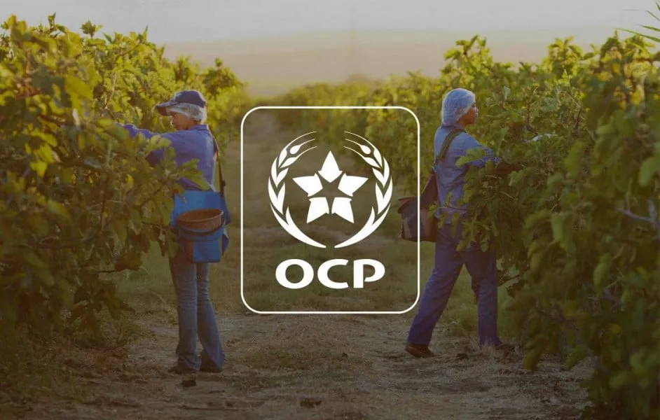 OCP Nutricrops تسجل رقمًا قياسيًا في إنتاج TSP وتبدأ مرحلة جديدة نحو الزراعة المستدامة.