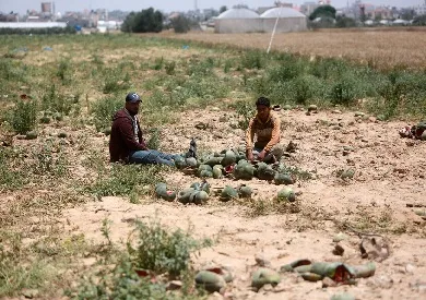 الفاو: فقط 4.6% من أراضي غزة مناسبة للزراعة الفاو: فقط 4.6% من أراضي غزة مناسبة للزراعة