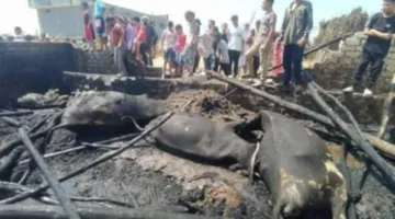 البحيرة: اندلاع حريق في حظيرة ماشية بشبراخيت يؤدي إلى نفوق 9 عجول