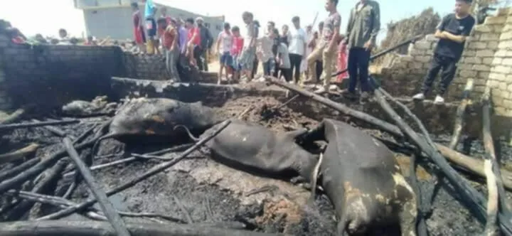 البحيرة: اندلاع حريق في حظيرة ماشية بشبراخيت يؤدي إلى نفوق 9 عجول البحيرة: اندلاع حريق في حظيرة ماشية بشبراخيت يؤدي إلى نفوق 9 عجول