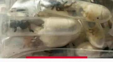 إحباط محاولة تهريب أغلى خيوط في العالم في مطار ألماني