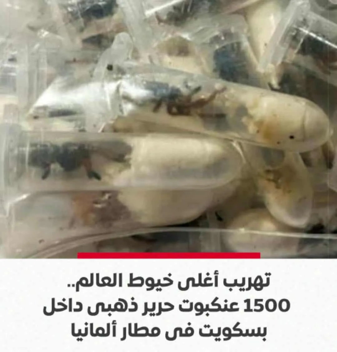إحباط محاولة تهريب أغلى خيوط في العالم في مطار ألماني إحباط محاولة تهريب أغلى خيوط في العالم في مطار ألماني