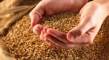 تحديد سعر موحد لبيع الشعير لمربي الماشية والشركات