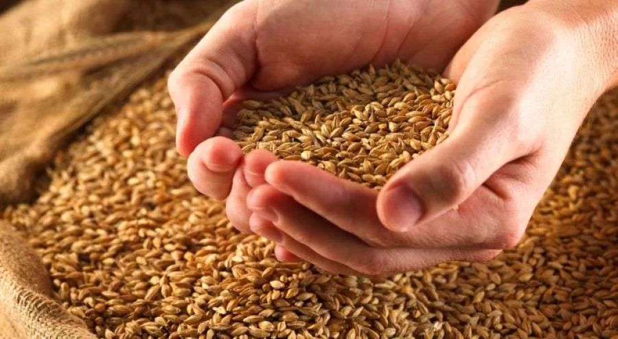 تحديد سعر موحد لبيع الشعير لمربي الماشية والشركات