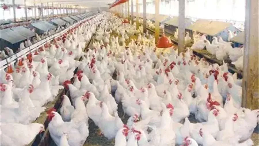 للمواطنين المصريين: 15 وظيفة في مجال تربية الدواجن بالأردن (رابط للتقديم)