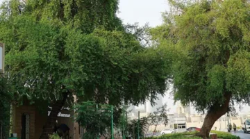 ما هو الحكم الشرعي لقطف الثمار من الأشجار الموجودة في الشارع العام؟