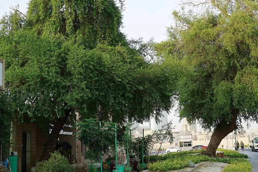 ما هو الحكم الشرعي لقطف الثمار من الأشجار الموجودة في الشارع العام؟