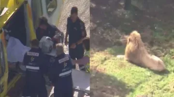 في حادث مروع.. أسد يهاجم موظفة في حديقة حيوانات ويقضم ذراعها