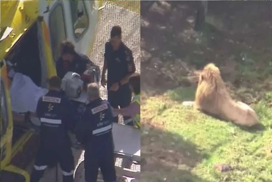 في حادث مروع.. أسد يهاجم موظفة في حديقة حيوانات ويقضم ذراعها في حادث مروع.. أسد يهاجم موظفة في حديقة حيوانات ويقضم ذراعها