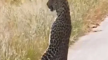 لقطة مذهلة لنمر يقف على رجليه الخلفيتين أثناء الصيد تثير ضجة على وسائل التواصل الاجتماعي
