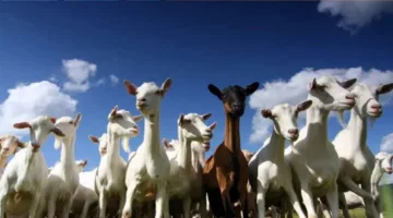 بسبب تفشي الطاعون.. الصين تمنع استيراد الأغنام والماعز