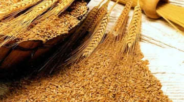 الحكومة تعلن عن مناقصة لشراء كميات من القمح.