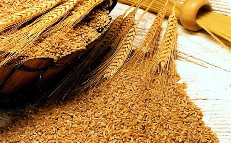 الحكومة تعلن عن مناقصة لشراء كميات من القمح.