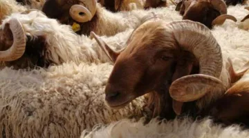 وزير الزراعة: بدء المرحلة الثانية من الترقيم الرقمي للثروة الحيوانية في منتصف أغسطس