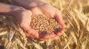 بدء اقتناء محصولي القمح والشعير من الفلاحين