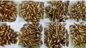 160 مركباً غذائياً ودوائياً في نواة التمر: دراسة تكشف أسرارها المذهلة
