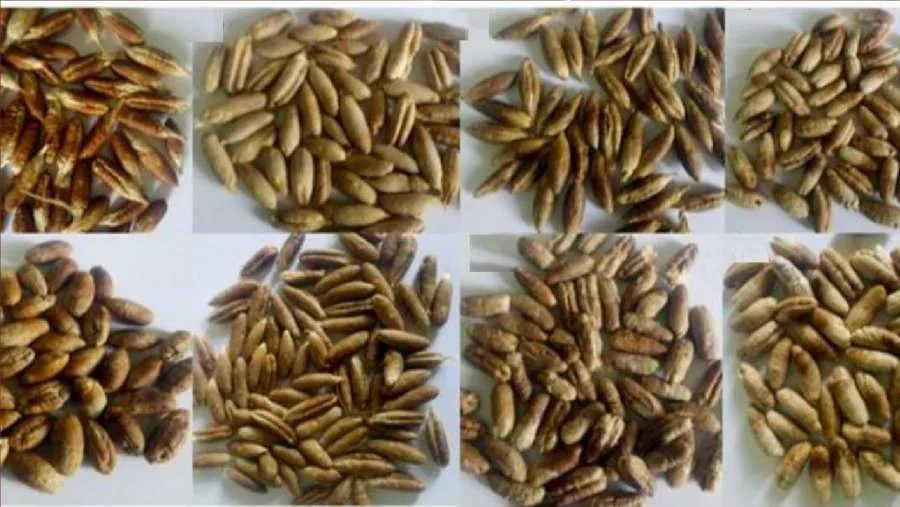 160 مركباً غذائياً ودوائياً في نواة التمر: دراسة تكشف أسرارها المذهلة
