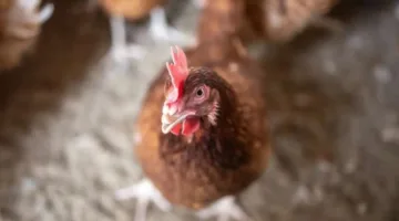 الأردن يخفف القيود على واردات الدواجن من البرازيل